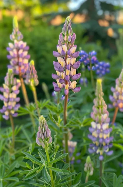 how to grow lupines in cool climates