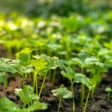 how to grow cilantro under grow lights