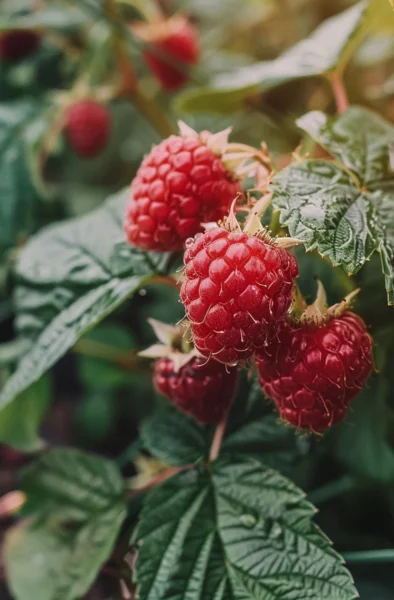 how to grow raspberries in containers