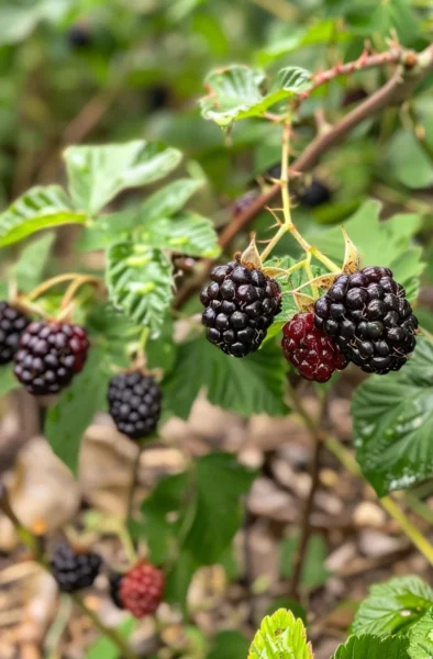 how to grow blackberries without thorns