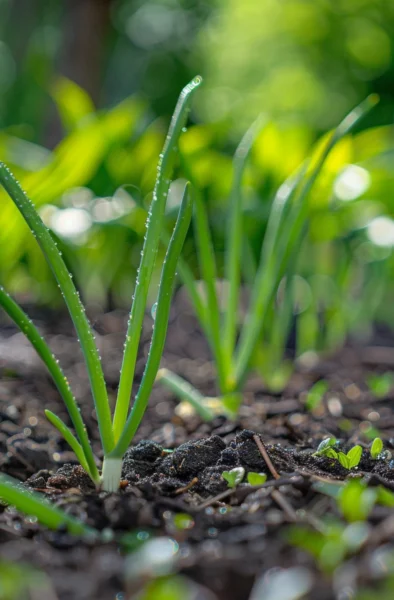 how to grow garlic in zone 5