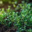 how to grow thyme under grow lights
