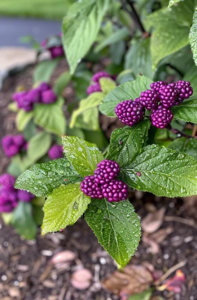 here’s Why Beautyberry Deserves a Spot in Your Yard