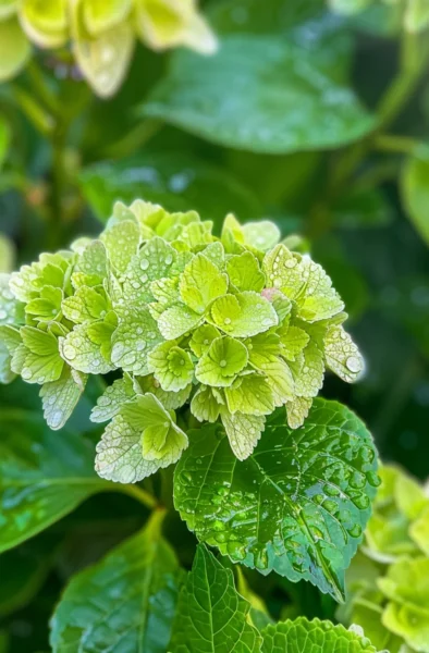Pruning Hydrangeas you’ve Been Doing It Wrong this Whole Time