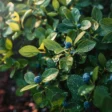 How and When to Prune Blueberry Bushes for Biggest Yields