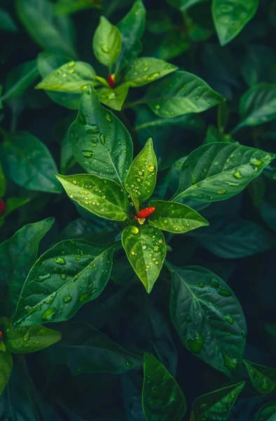 Want Bigger Bushier Pepper Plants Start by Cutting the Top Off