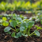 This One Soil Trick Can Double Your Harvest No Fertilizer Needed