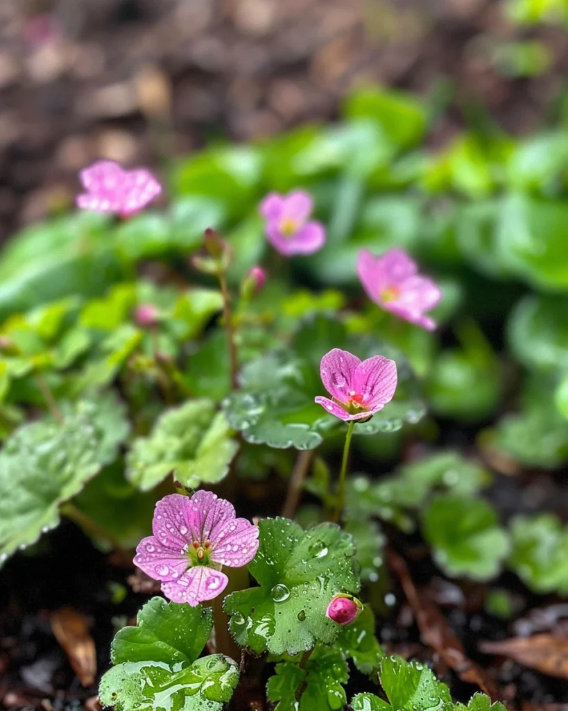 don’t Miss Out These Flowers Thrive When Planted in April