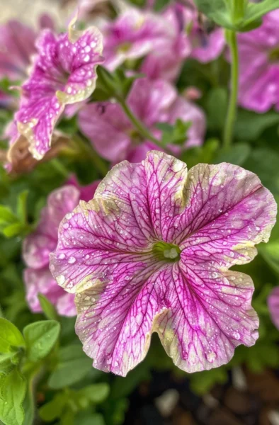 Want Fuller Petunias here’s the Right Way to Deadhead Them