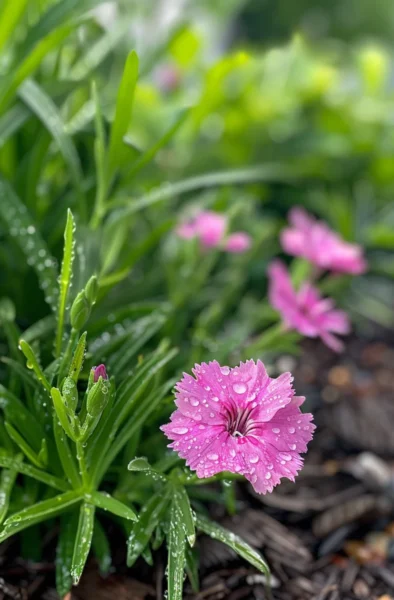 How to Make Dianthus Bloom Again and Again