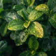 How Baking Soda Fights Powdery Mildew and Saves Your Plants