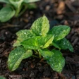 How To Keep Pests Out Naturally With These Garden Staples