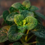 These Plants Practically Grow Themselves No Green Thumb Needed