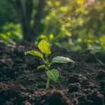 The Soil Mistake I Made For Years Dont Repeat It