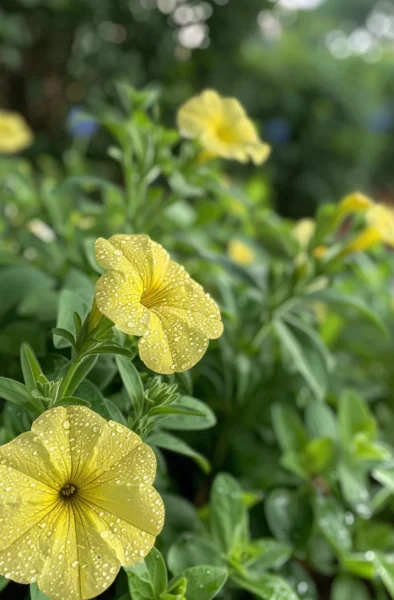 How to Fertilize Petunias for Bigger Brighter Better Blooms