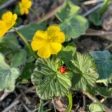 Plant These 7 Blooms to Attract Ladybugs and Control Aphids Naturally