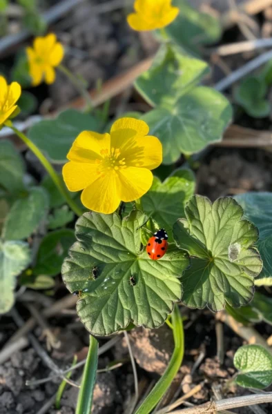 Plant These 7 Blooms to Attract Ladybugs and Control Aphids Naturally