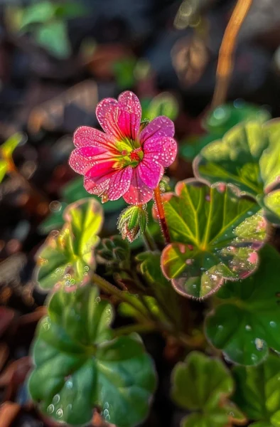 don’t Toss that Geranium Turn One Cutting into a Blooming Bush