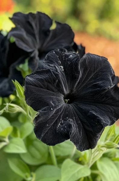 These Stunning Black Petunias Will Make Your Garden Pop
