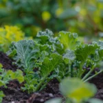 The Best Veggies To Grow For A Super Small Garden