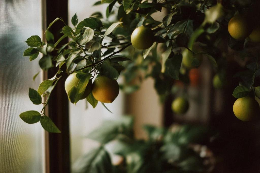 Indoor Citrus Trees Dropping Leaves