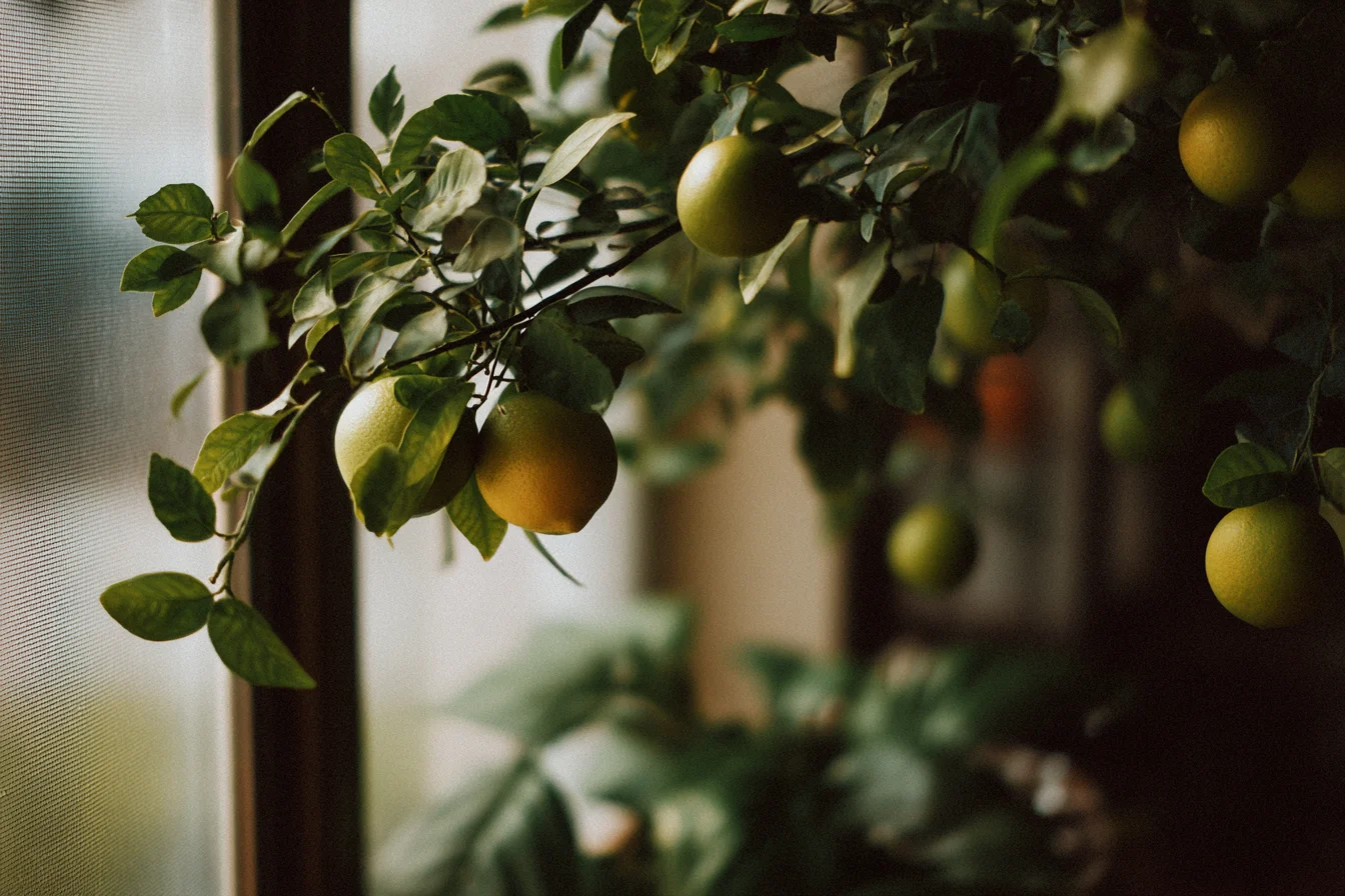 Indoor Citrus Trees Dropping Leaves