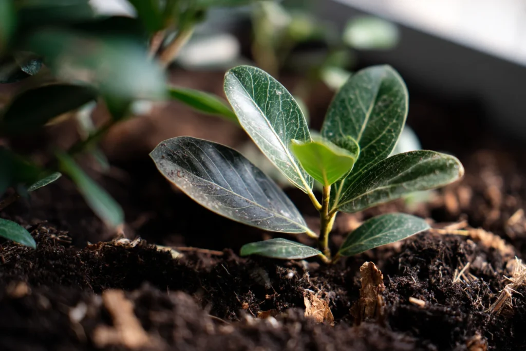 Best Soil Mix For Ficus Audrey