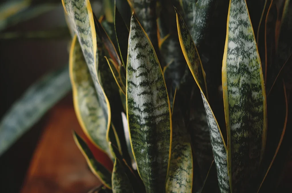 Snake Plant Care