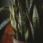 Snake Plant Care