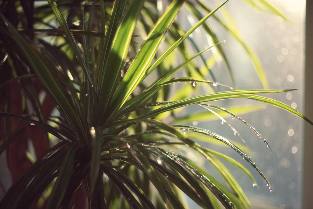 Dracaena Marginata Fertilizing