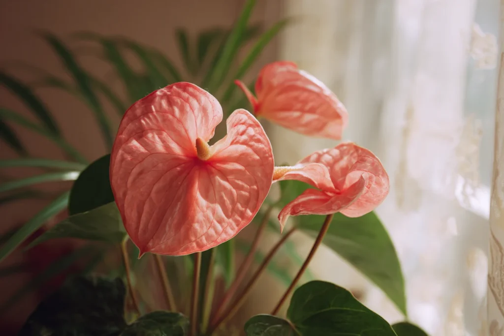 Anthurium Crystallinum Care