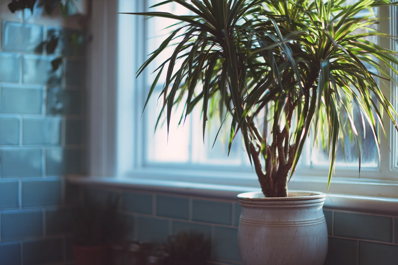 Dracaena Marginata Plant Placements