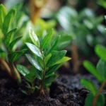 Best Soil For Zz Plants