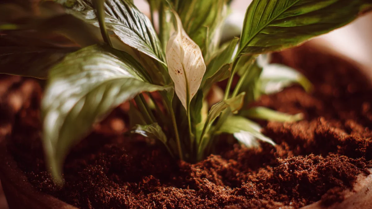 Best Soil Mix For Peace Lily Plants