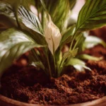 Best Soil Mix For Peace Lily Plants