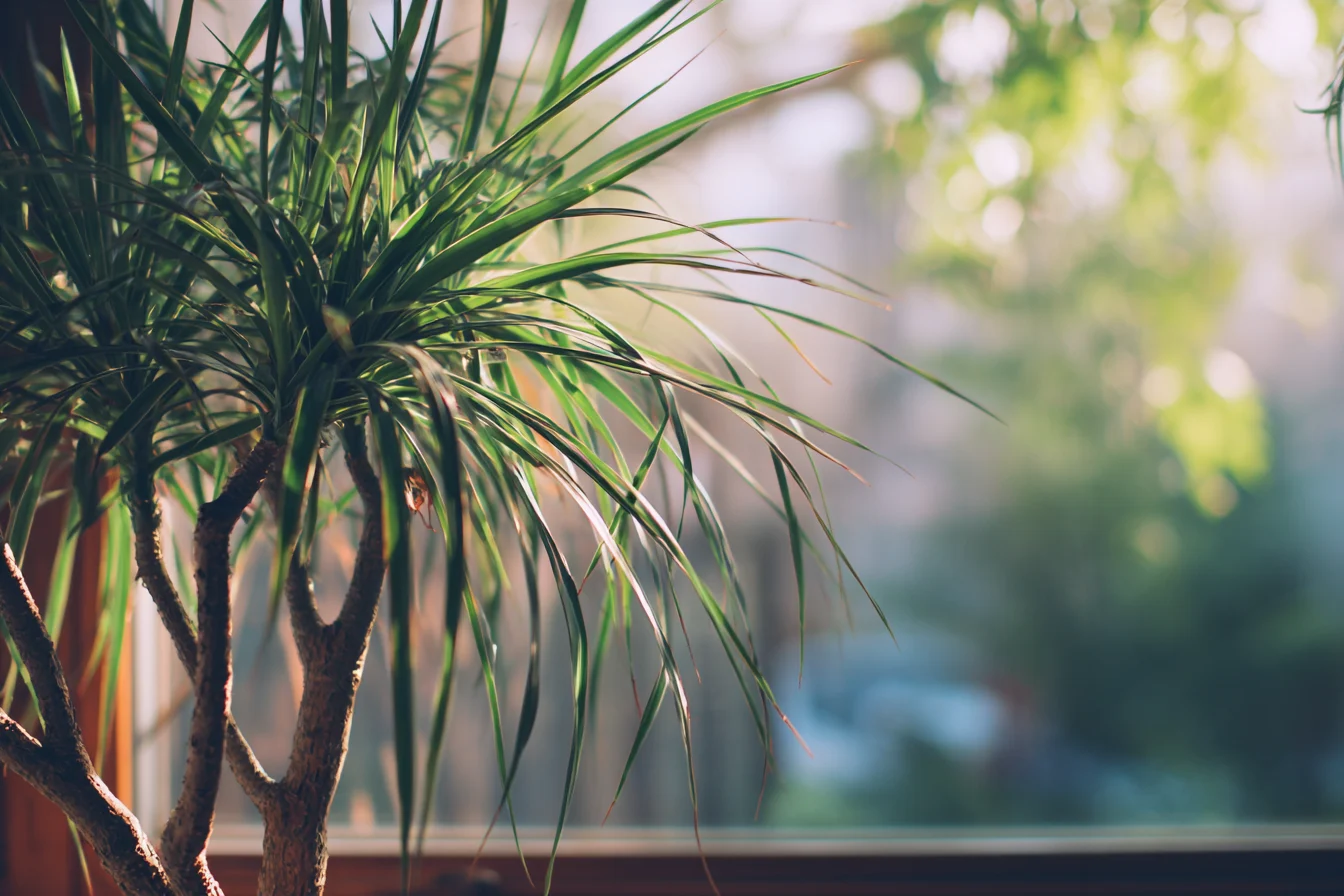 How Much Light Do Dracaena Marginata Need