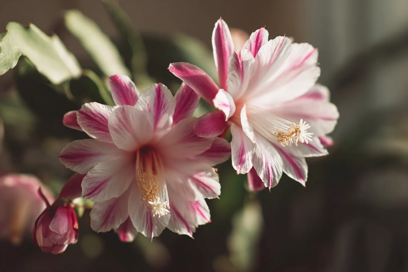 Orchid Cactus Care