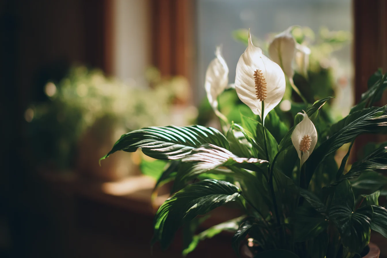 Peace Lily Care