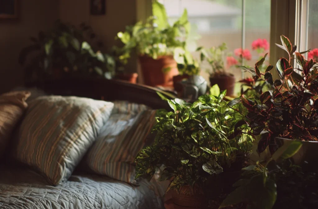 Feng Shui Plants Bedroom